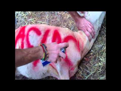 Video: A Ovce Sa Kŕmia