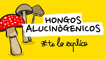 ¿Cuáles son los tres efectos nocivos de los hongos?