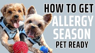 🐕 Allergy-Proof Your Pet: Essential Tips for a Sniffle-Free Season! 🌿 by At Home With Bentley & Albert 491 views 2 months ago 9 minutes, 50 seconds