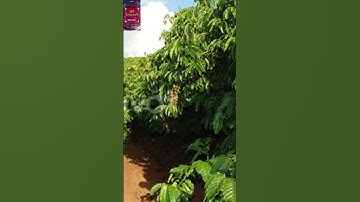 2 vợ chồng tử vong thương tâm trong rẫy cà phê #tinnong #tintuc #tinnong24h