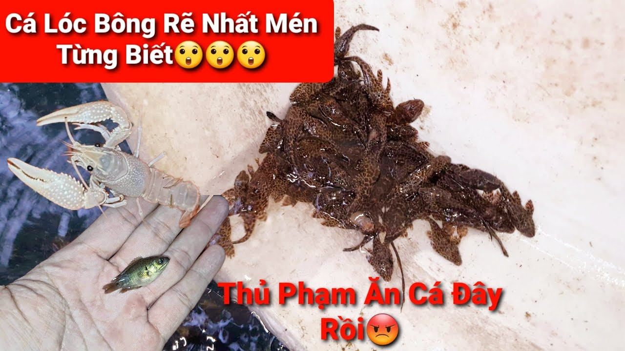Mua Thêm 100 Con Lau Kinh Da Beo Và 100 Con Tép Cảnh... - youtube