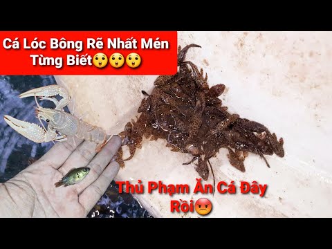 Video Mua Thêm 100 Con Lau Kinh Da Beo Và 100 Con Tép Cảnh... - youtube