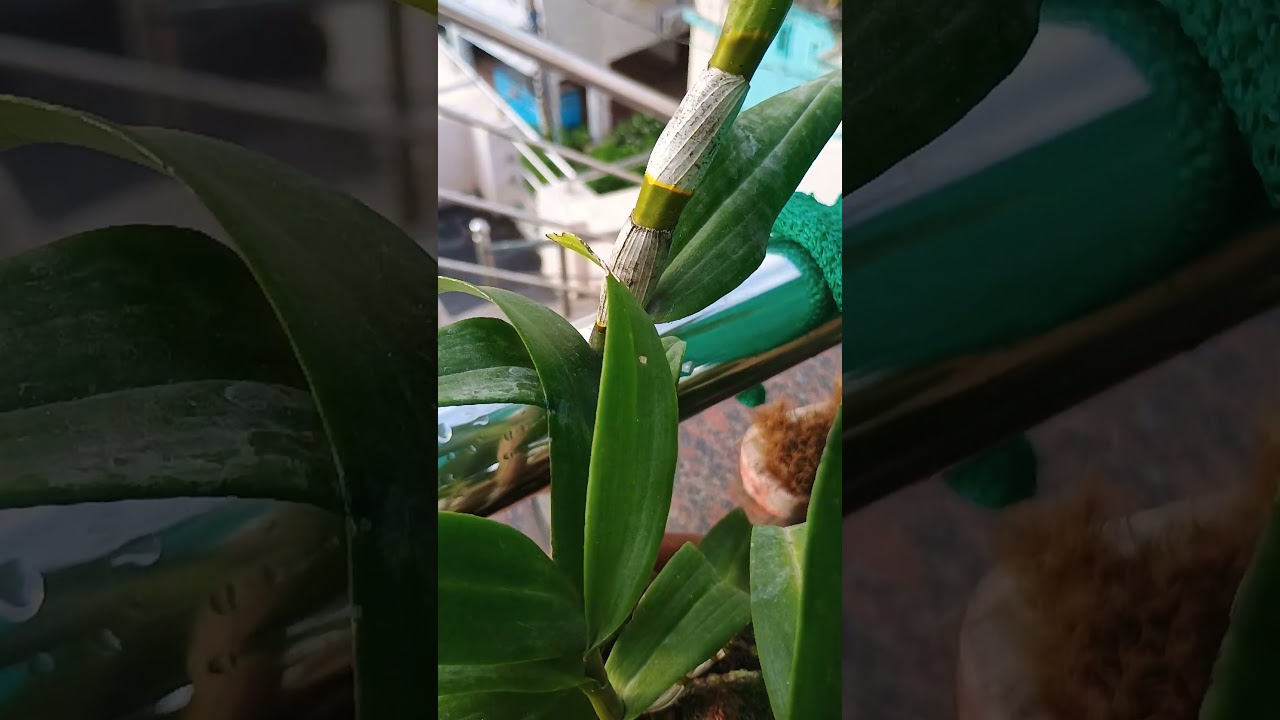 🥳orchid started to bloom🔥📈
