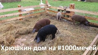 Cамое хрюкающее шоу на #1000мечей! Хрюшка не хочет покидать загон! Cамое хрюкающее шоу на #1000мечей! Хрюшка не хочет покидать загон!