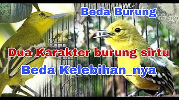 Beda burung sirtu beda Perawatan... Dua karakter burung sirtu yang berbeda