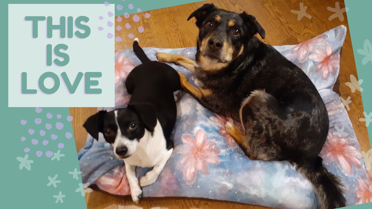 Understanding Your Pet's Love Language