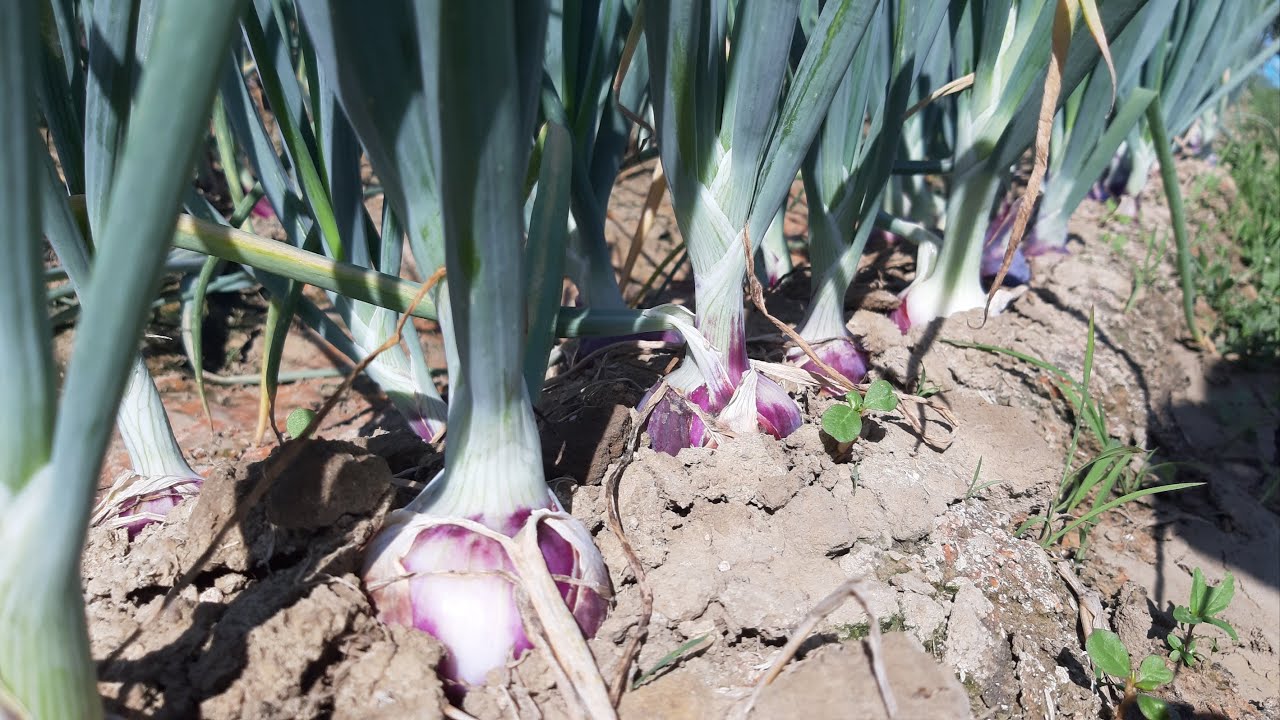 NALALAPIT NA PAG-AANI NG SIBUYAS(ONIONS)  HULING ABONO/TOP DRES/AGRICULTURE LIFE