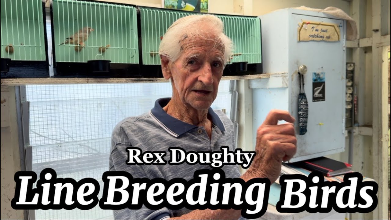 Как правильно разводить птиц методом линейной селекции с Рексом Даути | Более 60 лет опыта