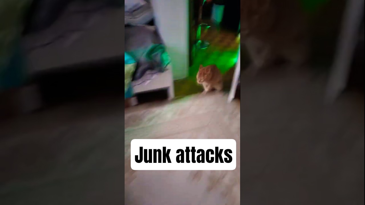 Junk has CH (Wobbly cat) 😸 #shorts #orangecat