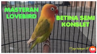 masteran lovebird betina semi konslet