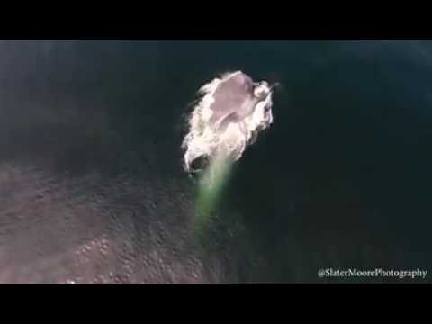 Slater Moore Photography  Blue whale in Monterey Bay recorded with majestic video