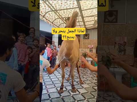 لماذا الجمل ينحر ولا يدبح