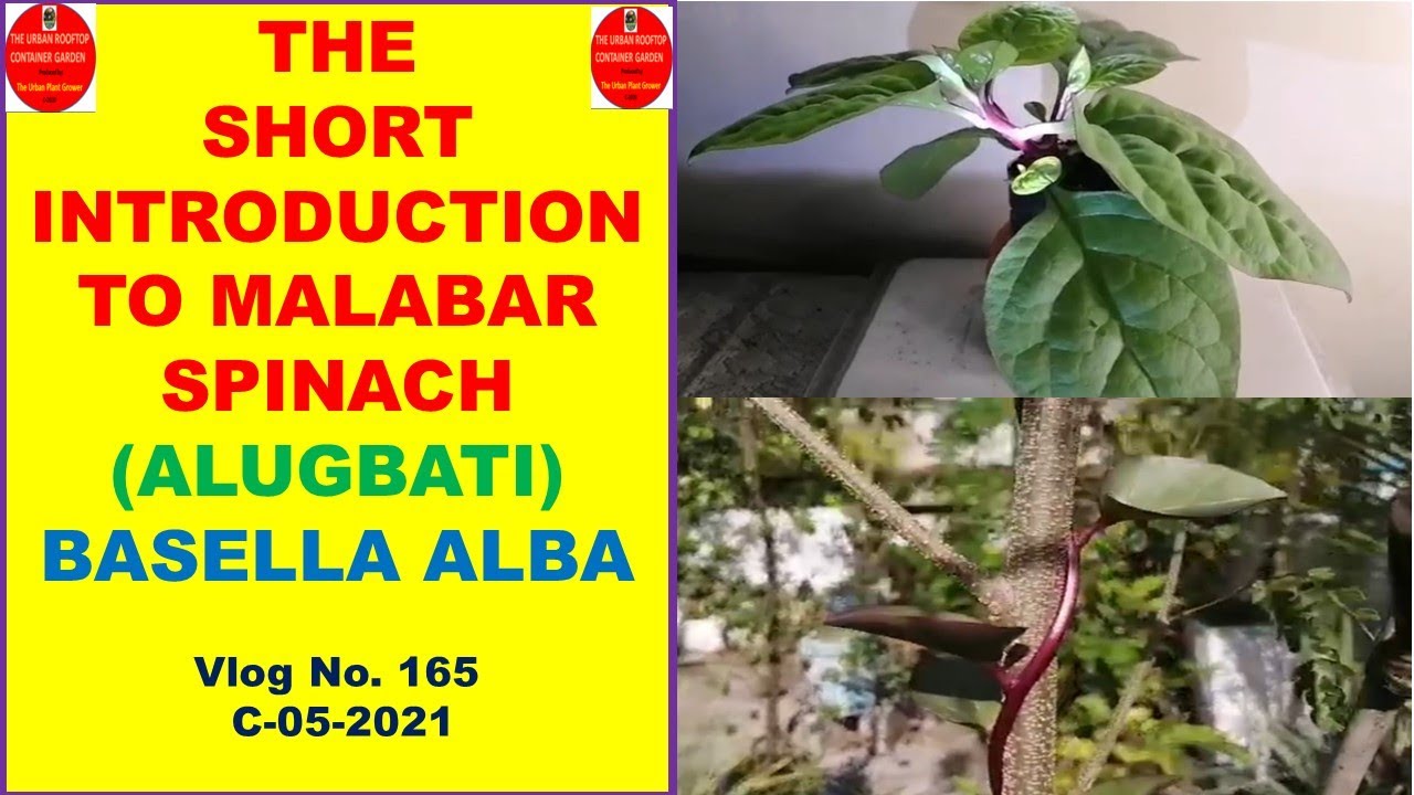 Alugbati Scientific Name