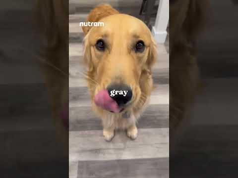 4 Golden Retriever