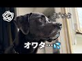【大失敗】愛犬を楽しませるはずが･･･オワタ