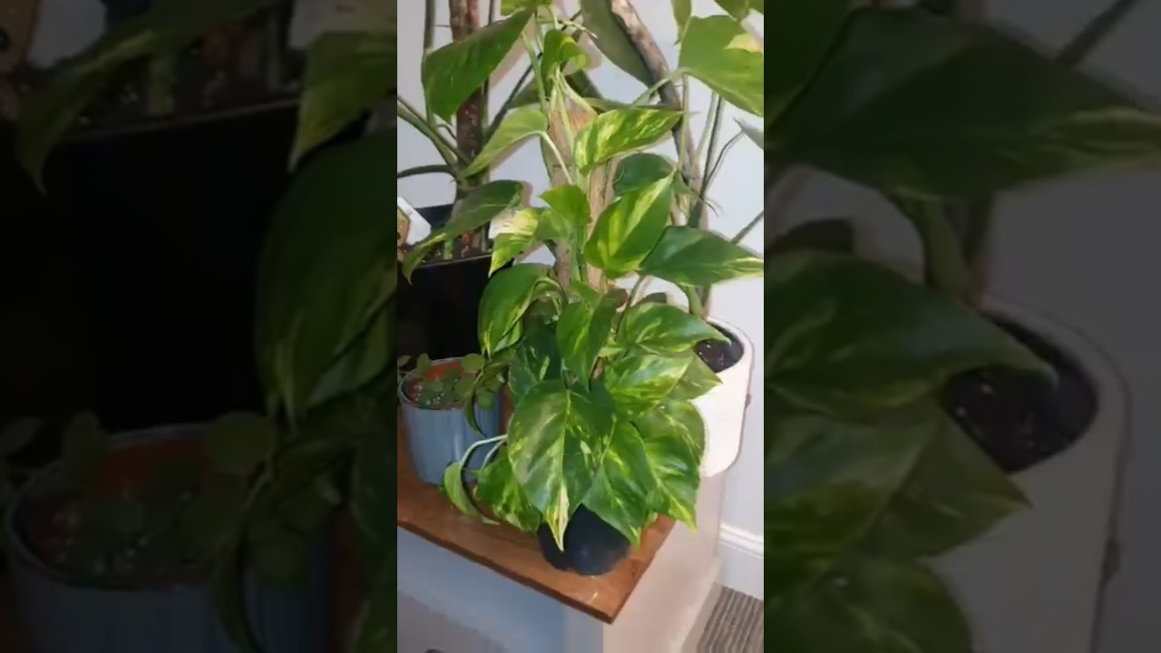 Marble Queen plan  B&Q rescue 