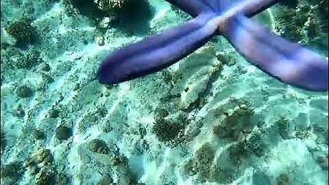 story wa keindahan pulau tabuhan banyuwangi