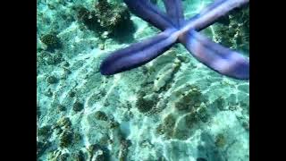 story wa keindahan pulau tabuhan banyuwangi