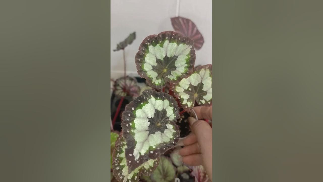 Бегония декоративнолиственная,предложение продажи. - YouTube
