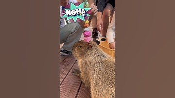 Nghệ cả củ #capybara #cute
