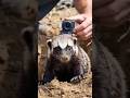 Honey Badger POV: Inside the Deadliest Underground Tunnel 😱#HoneyBadger #POV #WildlifeCamera