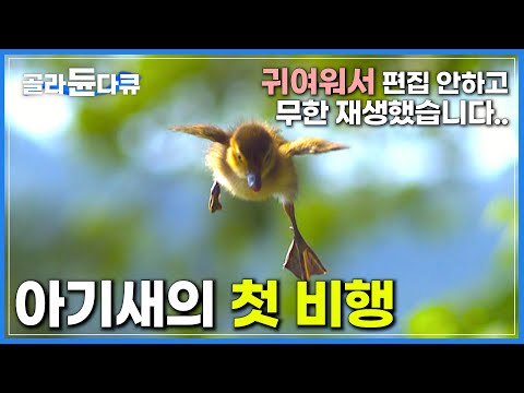 아기새의 첫 비행 브이로그🐥│귀여움 한도 초과│편집자도 이거 보느라 업로드가 늦었습니다...│영원히 끝나지 않는 영상│다큐프라임│#골라듄다큐