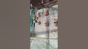 Java Bird colony setup / Hobvel ❤️