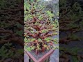 10 days after repot #trending #viral #viralvideo #shorts #shortvideo #mulberry #mulberries #bonsai