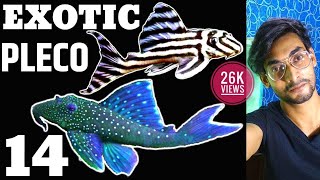 Top14 Exotic Plecos for Your Aquarium | Exotic Sucker CatFishes