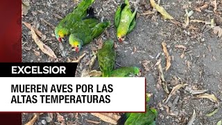 Golpe de calor mata a aves en la Huasteca Potosina