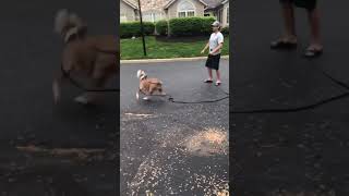 Angel The Crazy Pit Bull Play With Whirligigs กระโดดกนใบไมแหง