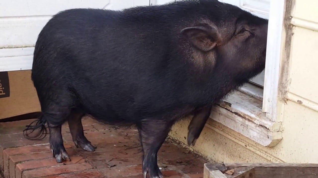 Tink The Pot Bellied Pig and Potty Training YouTube