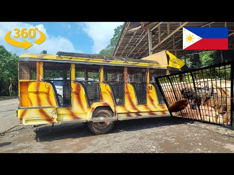 Thumbnail for Tiger Feeding Safari at Zoobic: 360 VR Jeepney Adventure | insta360 X4