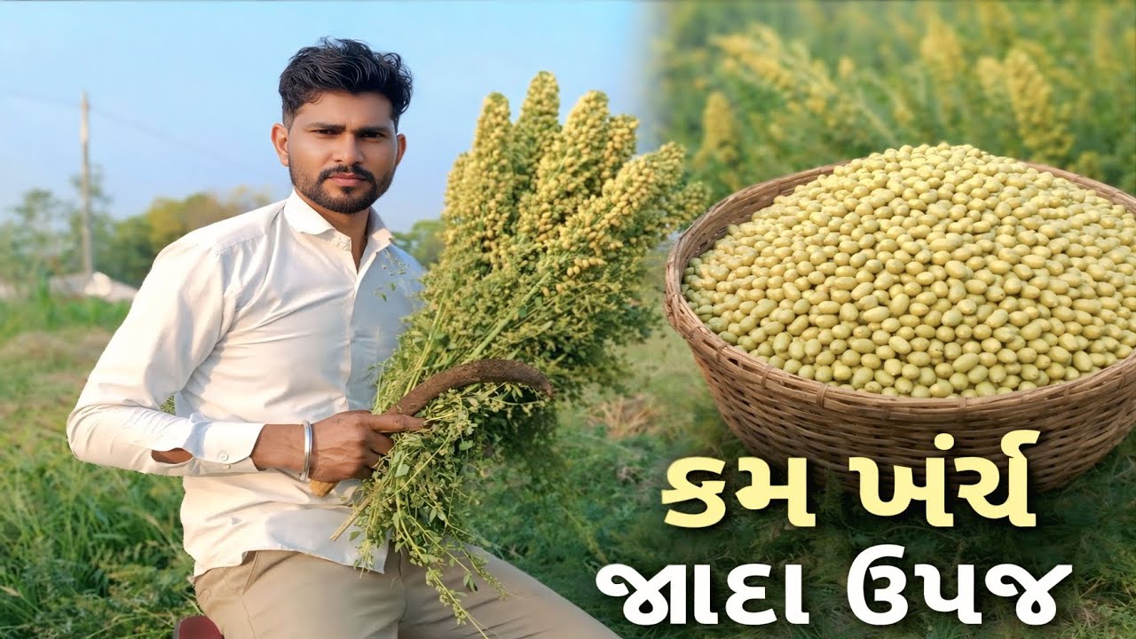 કમ ખર્ચ – જાદા ઉપજ 🌾💰 खेती में नया रिकॉर्ड! T20WORLDCUP INDIA VS JIMBA 