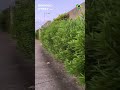 Олеандр на Бразильской улочке