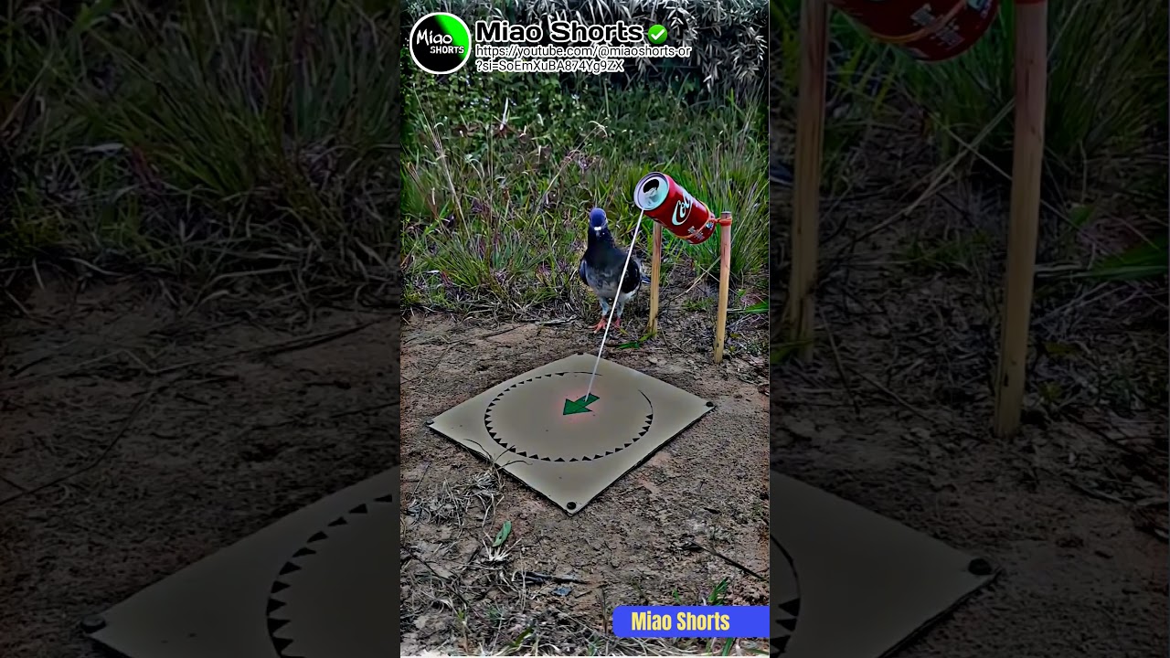A Amazing And Successful Bird Trap 🪤 Idea 💡 