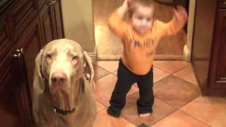 Weimaraner And Baby Trained To Sit We Were Talking To The Dog