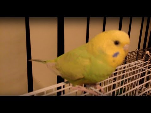 インコ 鳴き 方