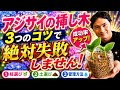 【アジサイ】絶対失敗しない挿し木！３つのコツで成功率アップ！【園芸】【ガーデニング】