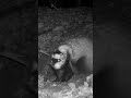 The wild badger is scratching itself #trailcamera #wildlife #nature #raccoon