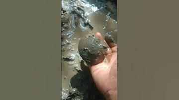 kerang Nipah air asin #fypyoutube #kerang #kerangsauspadang #kepitingasli