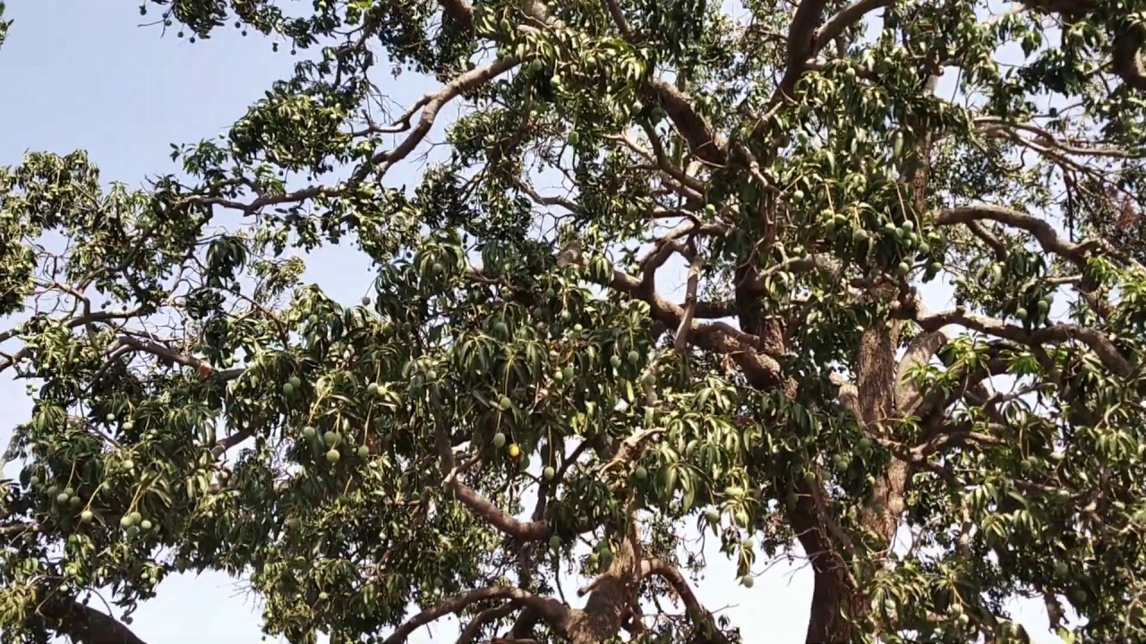 No copyright Mango tree video free stock video The king of All fruits !Mango!आम *फलों का* 🤴 राजा