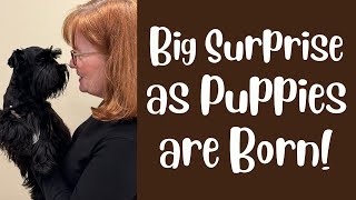 WOW! Unexpected SURPRISE Mom Giving Birth to Puppies!