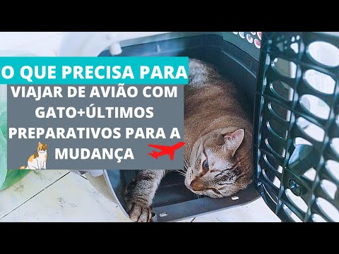 Vídeo: Como Transportar Gatos De Avião