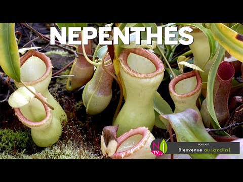 Vidéo: Plantes qui peuvent pousser dans des urnes - Informations sur la plantation d'urnes de jardin