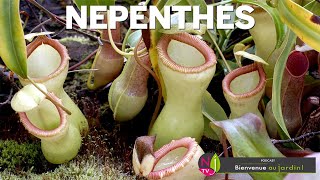 NEPENTHES OR THE URN OF DEATH! EVERYTHING YOU NEED TO KNOW ABOUT THE MOST SPECTACULAR OF CARNIVOR... screenshot 4