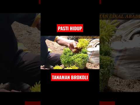 Video: Menanam Benih Brokoli Ajaib Hijau – Cara Menanam Brokoli Ajaib Hijau