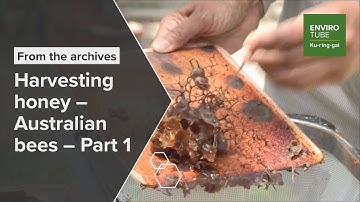 Harvesting honey   Australian bees   Part 1