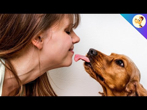 क्या आपका कुत्ता आपको चाटता है? यही वह आपको बताने की कोशिश कर रहा है! मैं