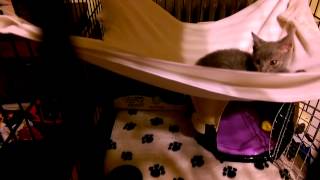 Saphie, Kai, And Leonard-The-Babysitter.